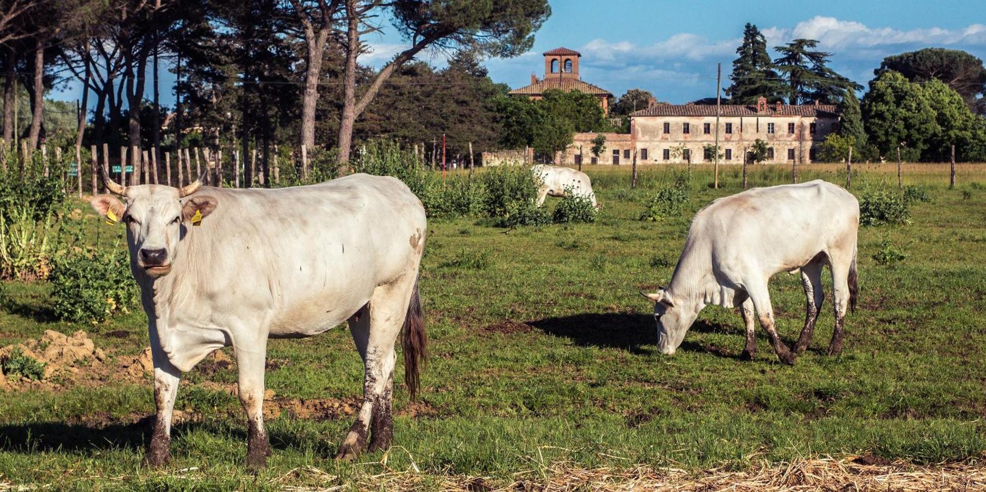 Tenuta La Fratta Sinalunga Exterior foto
